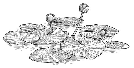 Yellow water lily illustration, drawing, engraving, ink, line art, vector