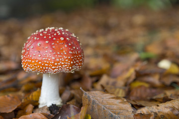 Mushroom brown leaves