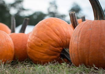 Pumpkins - Pumpkin Patch