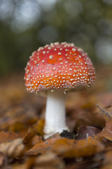 Fungi muscaria