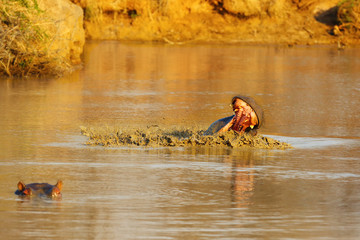 The common hippopotamus (Hippopotamus amphibius), or hippo opens his mouth when warning his opponent.The hippopotamus mopes the jaws with muddy water.