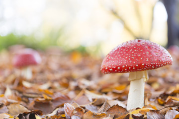 red mushroom in the forest