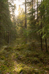 Obraz premium Autumn sun