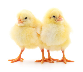 Two yellow chickens.