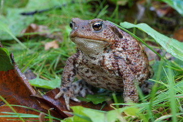 Ropucha ,płaz ,żaba