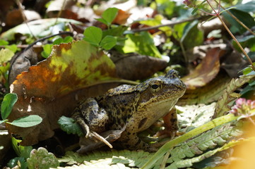 Ropucha ,płaz ,żaba