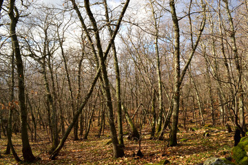 Obraz premium Bosque de castaños