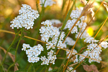 Schafgarbe im Herbst © visuals-and-concepts