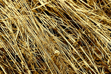 Last year's dry grass.