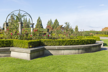 Fototapeta premium Rose garden