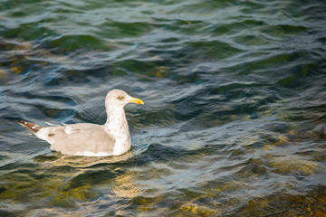 Fototapeta premium A seagull floats peacefully in the cool waters of a bay