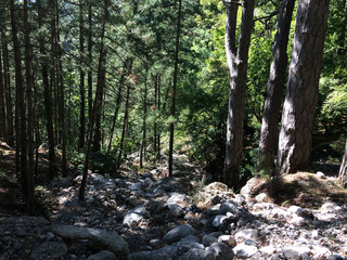 Mountain forest in summer sunny day. Crimea. Russia