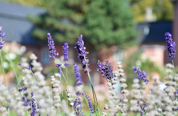 Fototapeta premium Lavendelblüten, Hintergrund