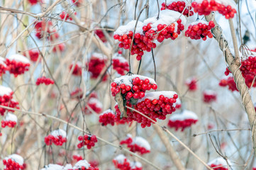 Red berries of a guelder-rose covered with snow from close