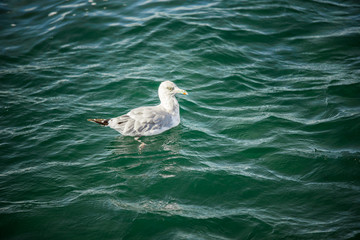 A seagull floats peacefully in the cool waters of a bay