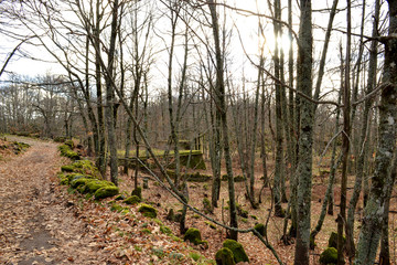 Bosque de castaños