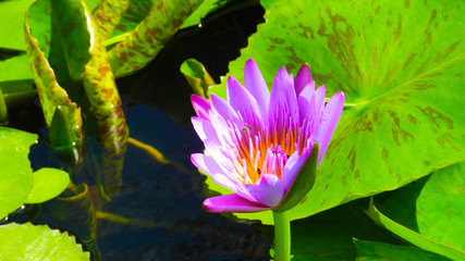 Lotus flower bloom