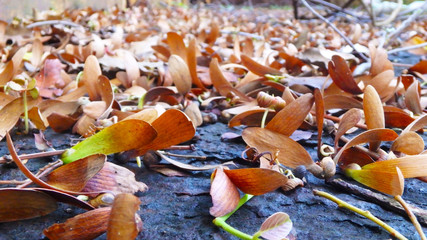 Seasonal wilted flowers