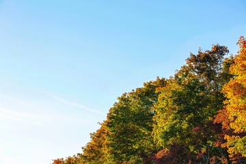 Beautiful view of colorful tree tops on blue sky background. Gorgeous nature background.