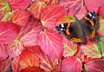 red admiral butterfly. butterfly on bright autumn leaves. bright red fallen leaves texture background. top view. 