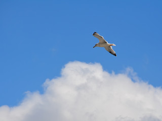 Fototapeta premium A seagull float in the air on the background of a large white cloud