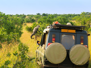 safari jeep facing an elephant behind a bush in a game drive