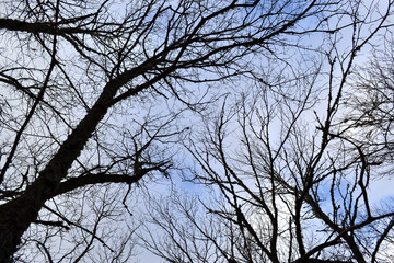 Bosque de castaños