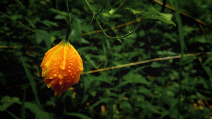 Fresh yellow gourd in the garden