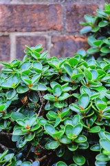 Beautiful of green leaves with brick wall in the garden