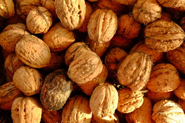 Natural walnut background, freshly picked walnuts in autumn