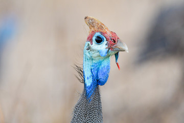 Helmperlhuhn im Krüger National Park Südafrika