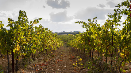 Une allée dans les vignes