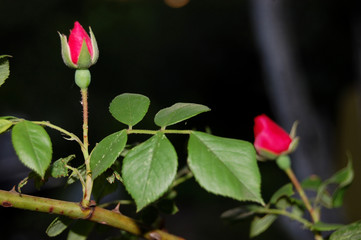 red rose on a background