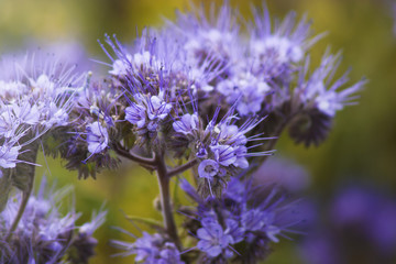 Phacelia 05