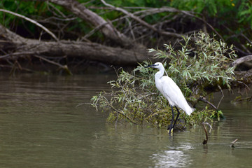 White egret resting in the Danube Delta
