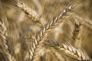 ripe wheat just before harvest