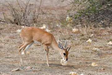 Steinböckchen Krüger National Park Südafrika