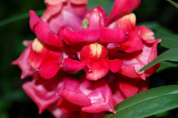closeup of red flower