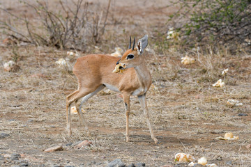 Steinböckchen Krüger National Park Südafrika