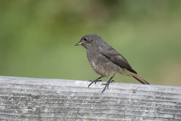 Songbird Taillock / Singvogel Heckenbraunelle