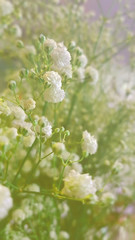 white gypso (gypsophila) flower with filter mood and tone.