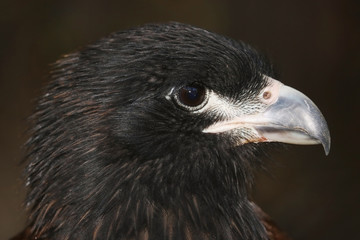 Head of a juvenile striated caracara (phalcoboenus australis) falcon in profile view