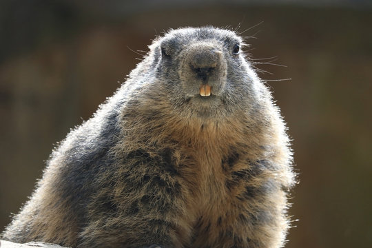 Alpine marmot, marmota in front view, showing teeth in the bright sun
