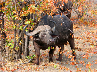 Obraz premium Afrikanischer Büffel ( Kaffernbüffel, Syncerus caffer) Tansania