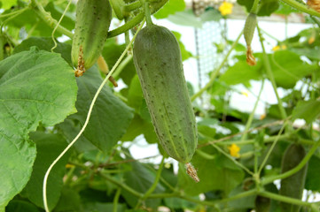cucumber in hothouse