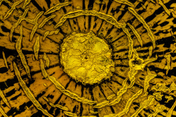 Fototapeta na wymiar Stump, multiple chaotic circles, circular pattern, abstract texture background.