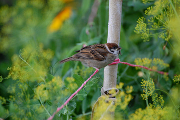 sparrow on branch