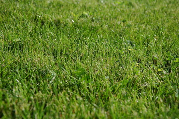 Grass 
