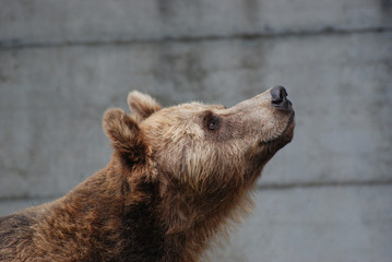 Brown bear in the Tierpark Mundenhof
