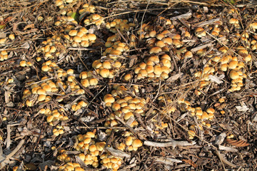 Young Hypholoma fasciculare or Sulphur tuft mushrooms